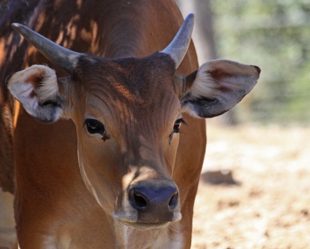 Banteng en el zoo de Montpellier 